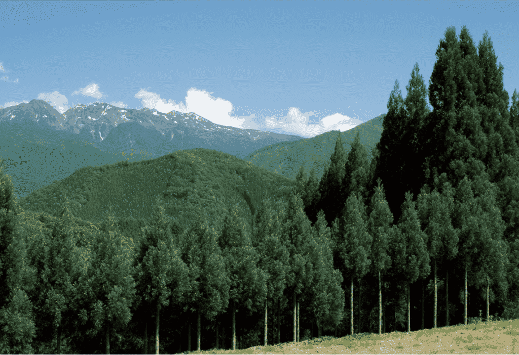 Hida sugi van @Aroma en Geurdesign