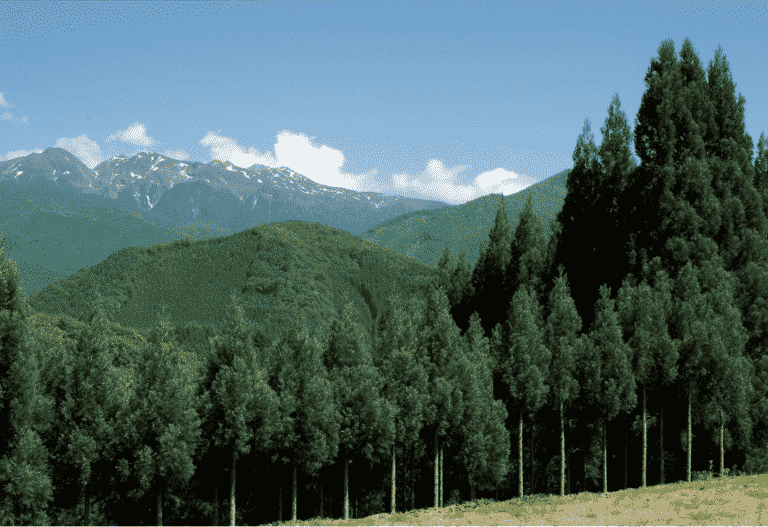 Hida sugi van @Aroma en Geurdesign