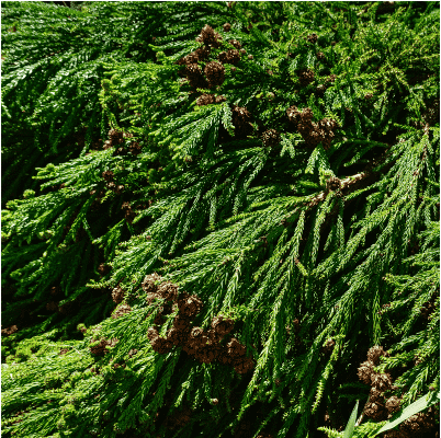 Hida sugi wordt gewonnen uit de bladeren