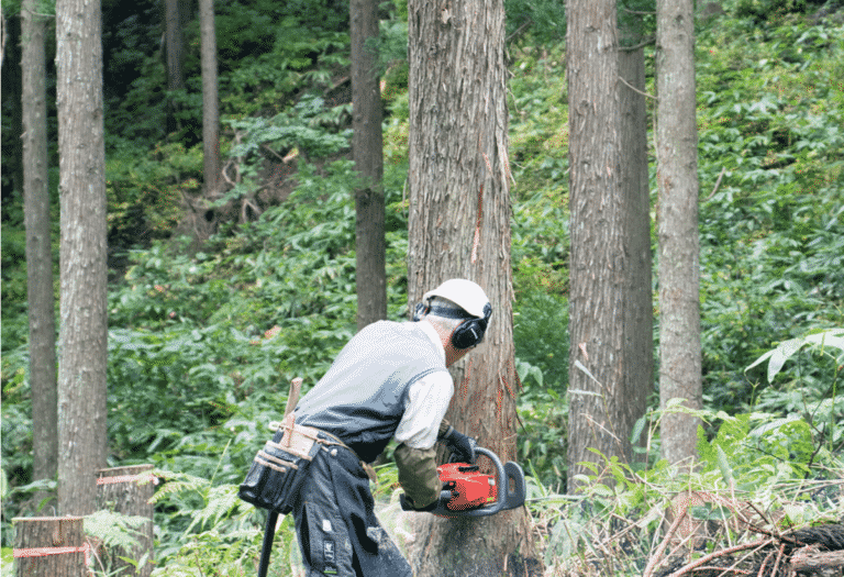 Hida sugi bomen worden handmatig omgehakt en verwerkt