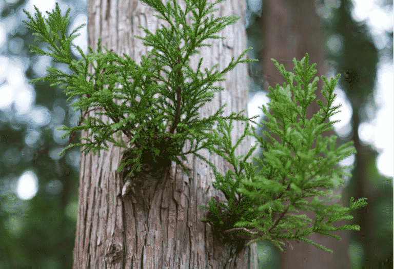 Hida sugi is een plant afkomstig uit Japan