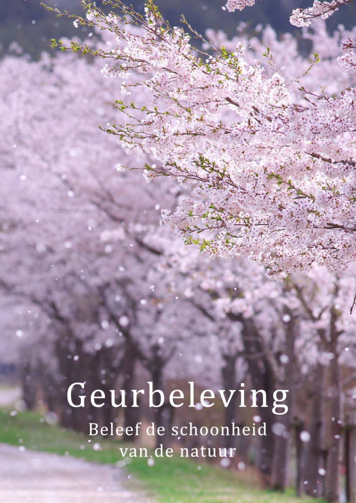 Japanse roze bloesem in het voorjaar brengt een heerlijke geur met zich mee.